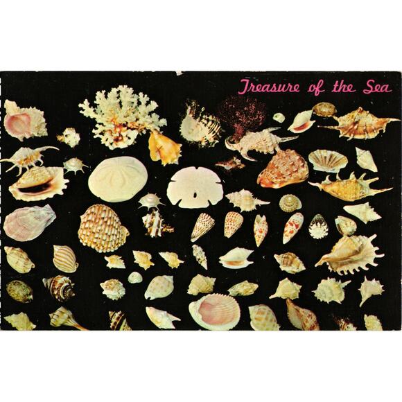 1965 Treasures of the Sea Postcard Sea Shells Unposted - Picture 1 of 2